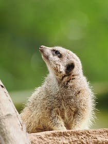 See the animals at Shaldon Wildlife Trust