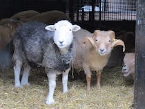 Pet the animals at Freightliners Farm