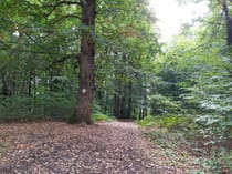 Explore the Majestic Forest of Marly