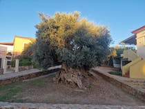 Explore the Ancient Olive Tree of Vouves