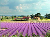 Explore Norfolk Lavender's Gardens, Animals, and Gift Shops