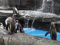 Explore SEA LIFE Hunstanton