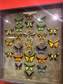 Discover the esoteric art at the Butterfly Museum