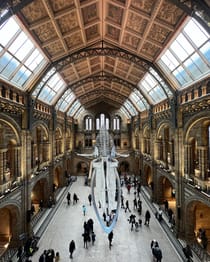 Discover dinosaurs at The Natural History Museum