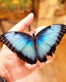 Explore the enchanting Dubai Butterfly Garden