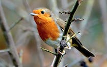 Go birdwatching at RSPB Leighton Moss