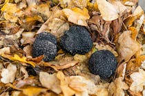 Go truffle hunting with Savini Tartufi