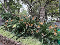 Explore Jardim Municipal do Funchal