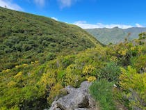 Explore the Mystical Vereda do Fanal Trail