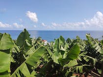 Explore the Banana Museum of Madeira