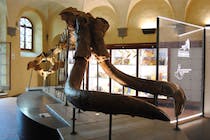 Explore the Paleontological Museum