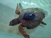 See turtles at Centro Recupero Tartarughe Marine Torre Guaceto