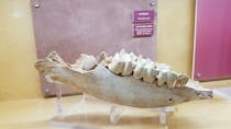 Explore Museo Civico di Paleontologia e Paletnologia Decio de Lorentiis