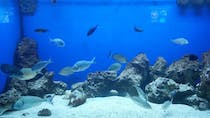 Visit the Aquarium of Salento