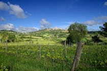 Explore Salcheto's sustainable winery