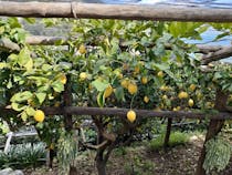 Explore the Path of the Lemons