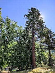 Explore the trees at Arboreti di Vallombrosa