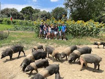 Experience the farm-to-table delights at Fattoria Madonna della Querce