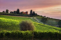 Explore the artistic delights of Poggio del Moro Boutique Winery