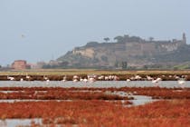 Spot the flamingos at the Diaccia Botrona Nature Reserve