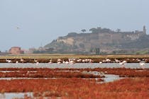 Spot the flamingos at the Diaccia Botrona Nature Reserve