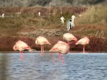 Spot Flamingos at Oasi WWF Naturale di Orbetello