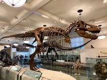 Take the kids to the American Museum of Natural History