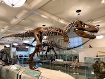 Take the kids to the American Museum of Natural History