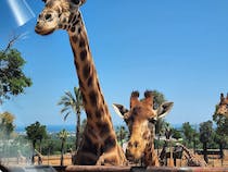 Explore the exotic wildlife at Fasanolandia Zoo