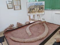 Explore the Museum of Earth Sciences