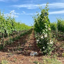 Explore I Pastini's Sustainable Vineyard