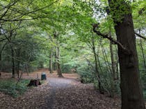 Explore Queen's Wood's Serene Trails and Playgrounds