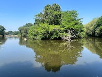 Explore the enchanting Tooting Commons