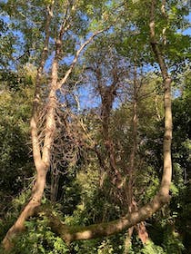 Explore Devonshire Road Nature Reserve