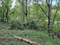 Take a stroll through Garthorne Road Nature Reserve