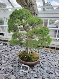 Explore the Tiny Bonsai House, at Kew Gardens