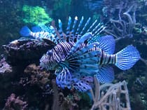 Explore the colourful underwater world at Aquarium Tropical