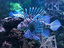 Explore the colourful underwater world at Aquarium Tropical