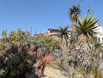 Explore the UCLA Botanical Garden