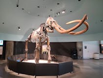 Check out Pre-Human artifacts at La Brea Tarpits