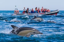 Spot majestic mammals with Dolphins Driven