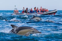 Spot majestic mammals with Dolphins Driven