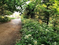 Explore Parkland Walk