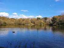 Explore the tranquillity of Lightwater Country Park