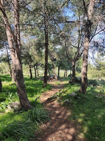Explore with a peaceful stroll through Forest Fourni