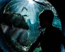 Be amazed by the aquatic life at CRETAquarium Thalassokosmos