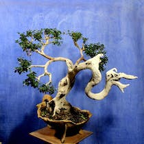 Explore Olive Bonsai and Art