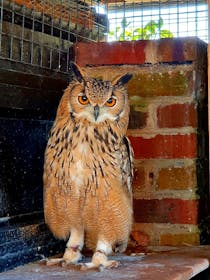 Experience the Enchanting Happisburgh Owls