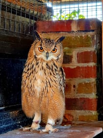 Experience the Enchanting Happisburgh Owls
