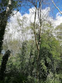 Explore the tranquillity of Eardley Road Sidings Nature Reserve